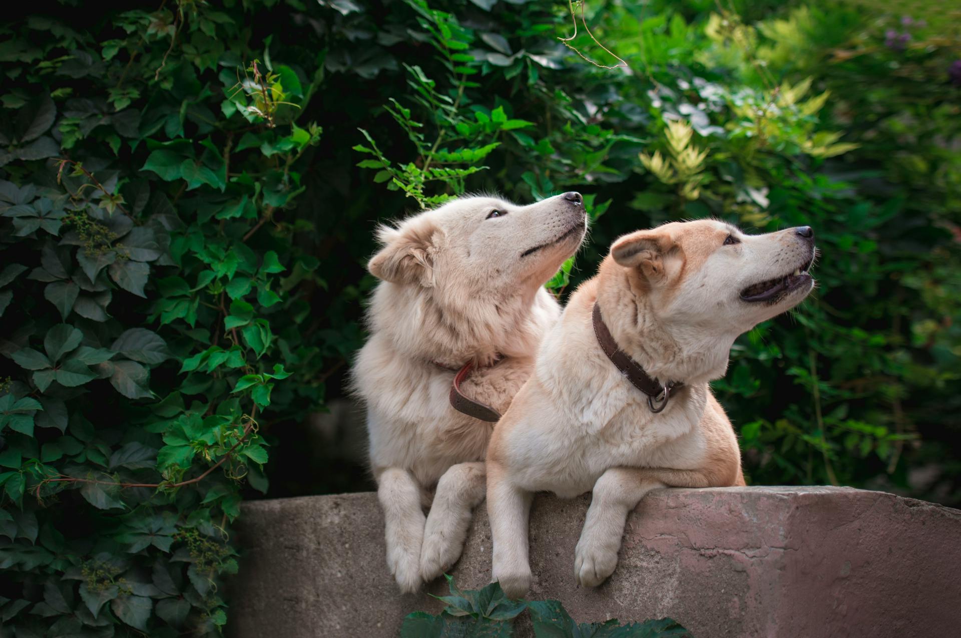 Two dogs resting on a stone wall in a lush green outdoor setting.