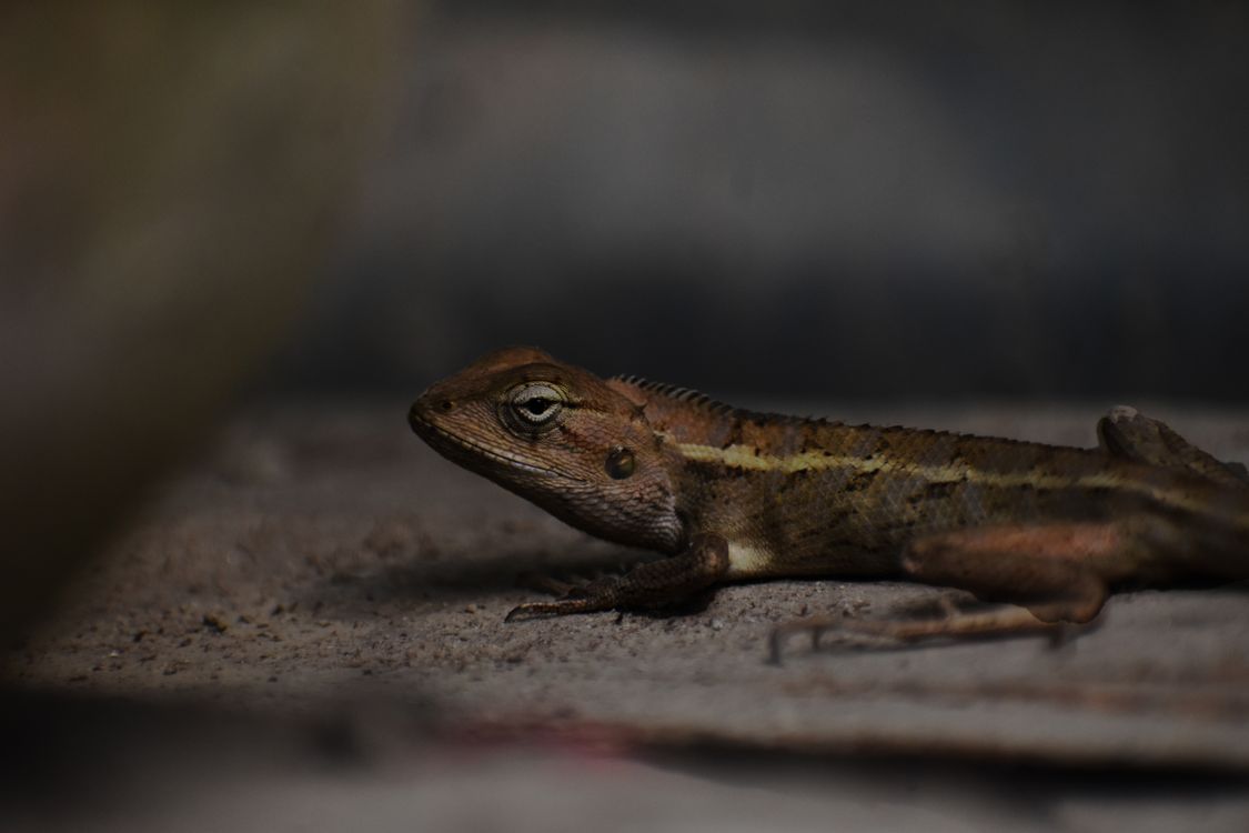 Cinder Lizard Close-up of Brown Lizard on Concrete Surface · Free Stock Photo
