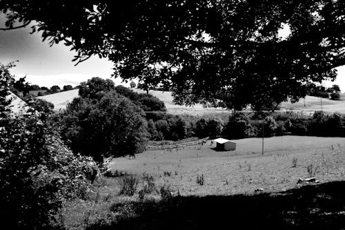 Foto d'estoc gratuïta de a l'aire lliure, arbres, blanc i negre