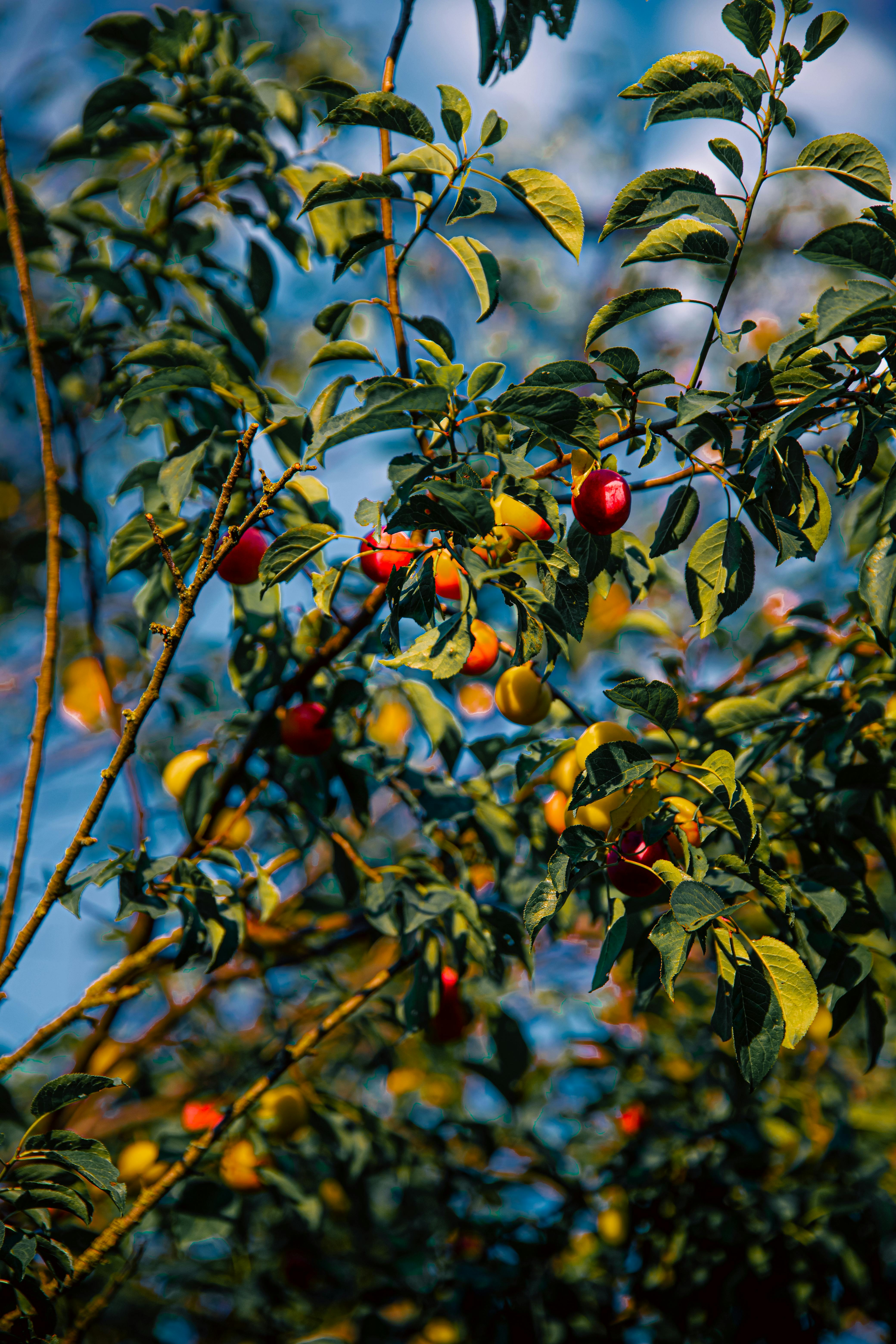 A colorful view of ripe, vibrant plums growing among lush green leaves in a summer orchard.