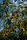 fruit tree