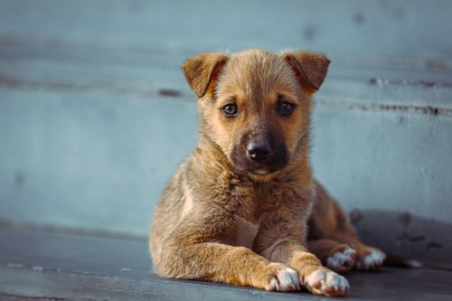 Free Cute young puppy with brown fur lying on stairs, gazing into the camera. Stock Photo