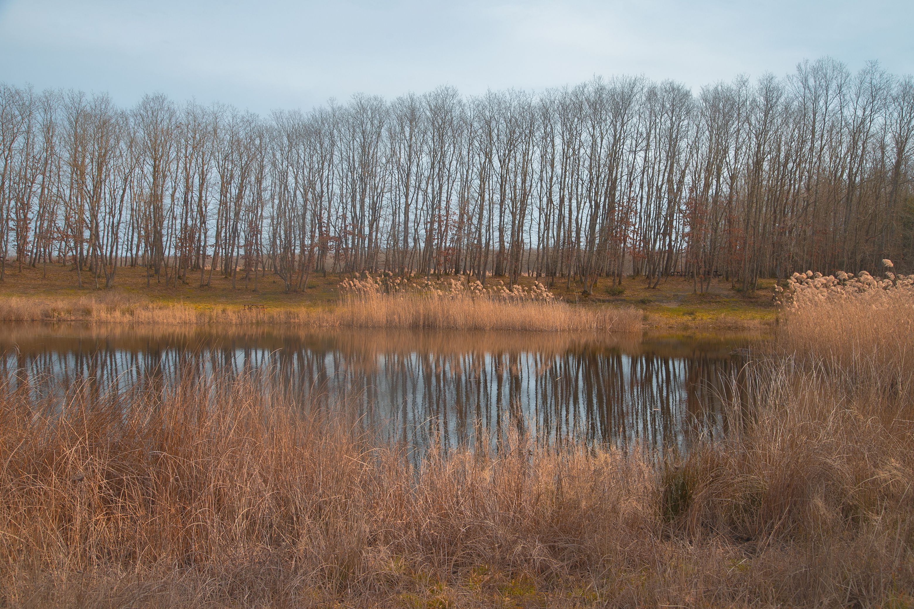 Serene Autumn Lake with Bare Trees Reflection · Free Stock Photo
