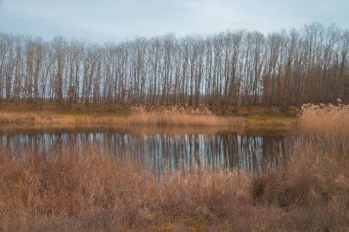 Free Peaceful lake scene with bare trees reflecting, capturing the essence of autumn. Stock Photo