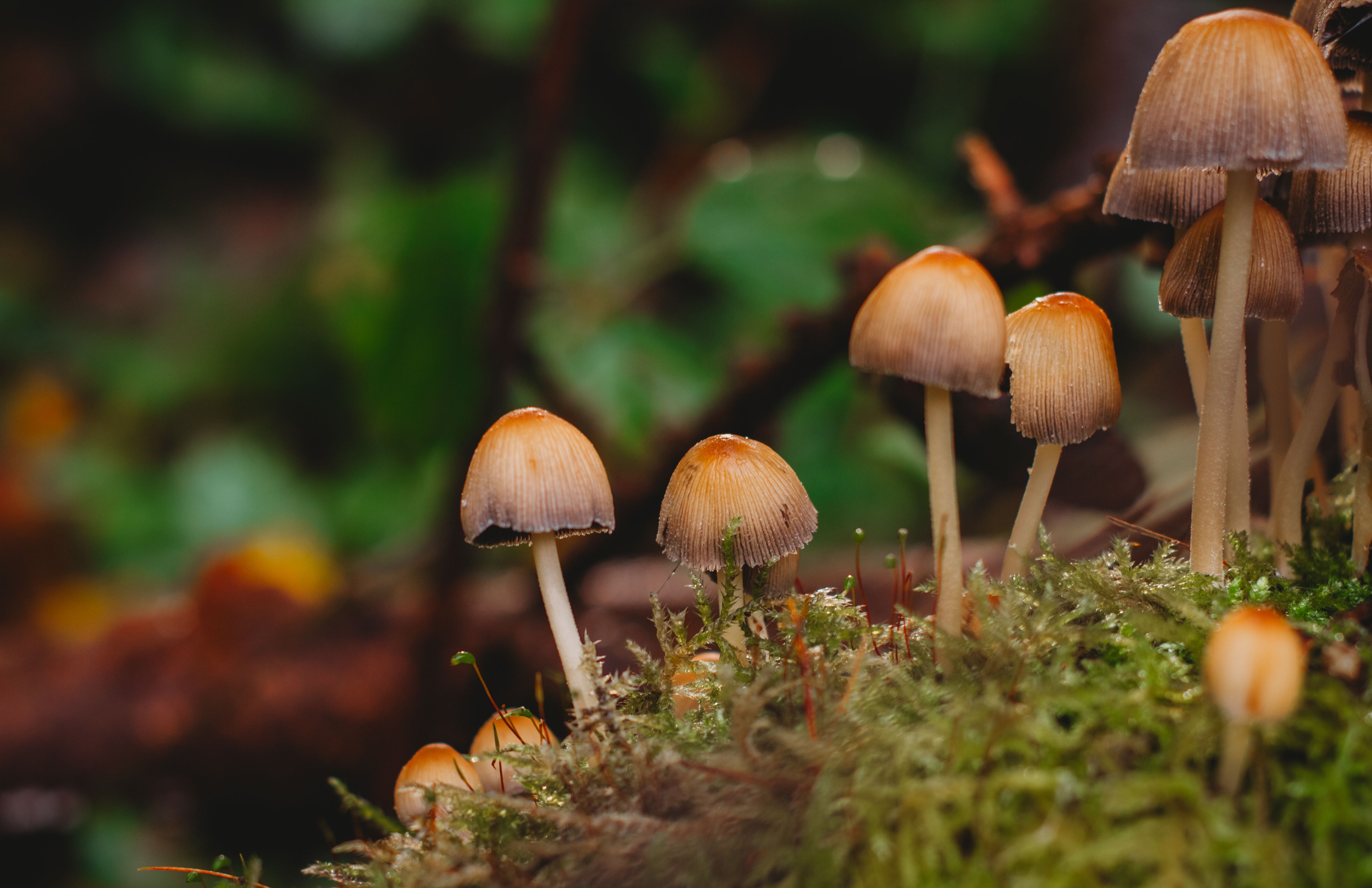 Mushrooms Growing on Forest Floor with Moss · Free Stock Photo