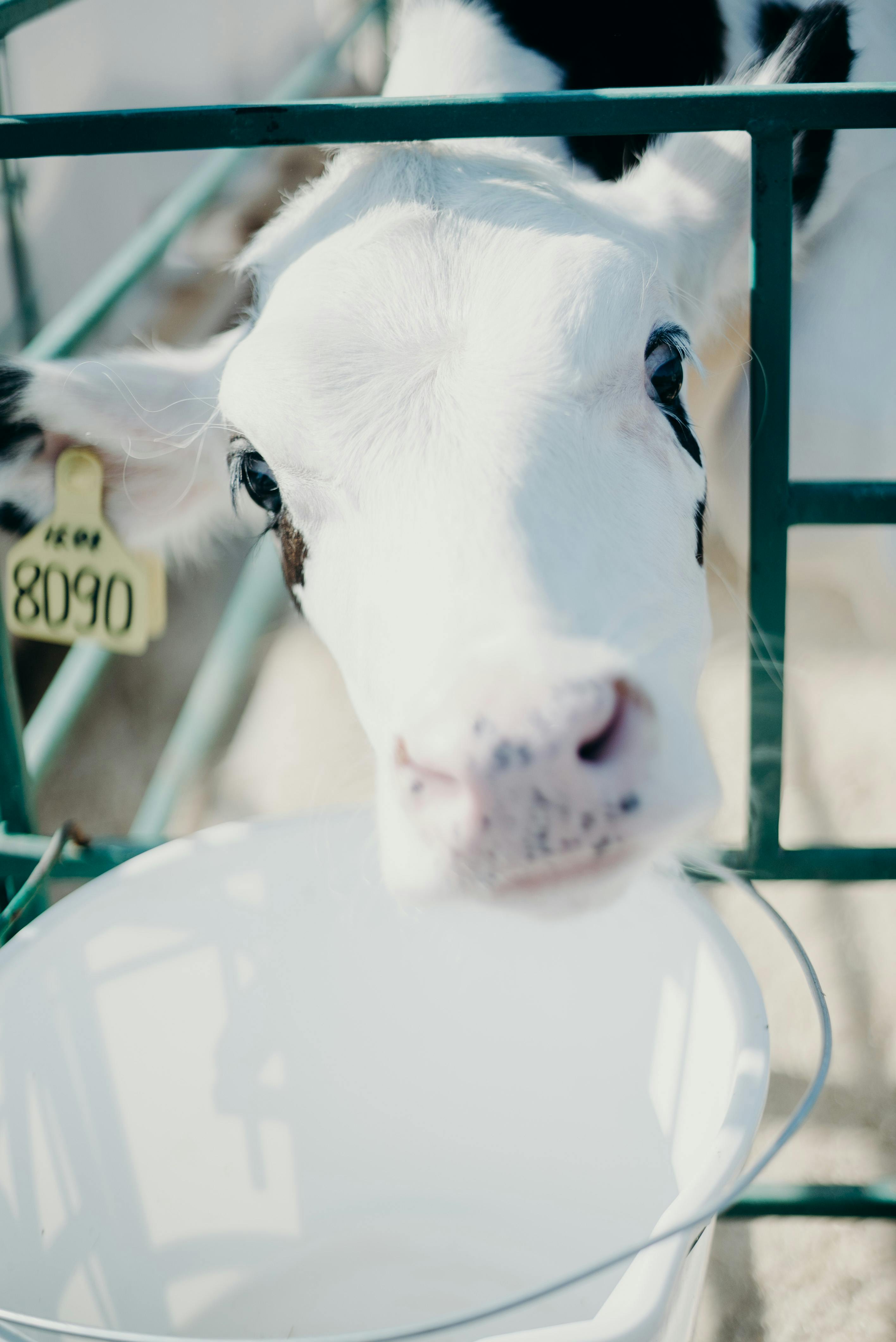 Adorable calf on Russian farm, peering into the camera. Bright daylight.