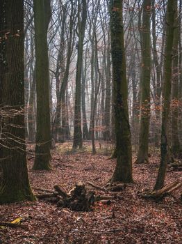 Enchanting view of a misty autumn forest with tall trees and fallen leaves.