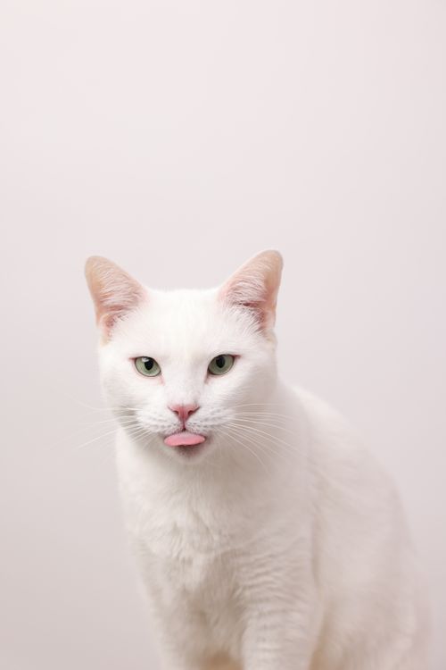 4,524+以上の無料白い猫画像
