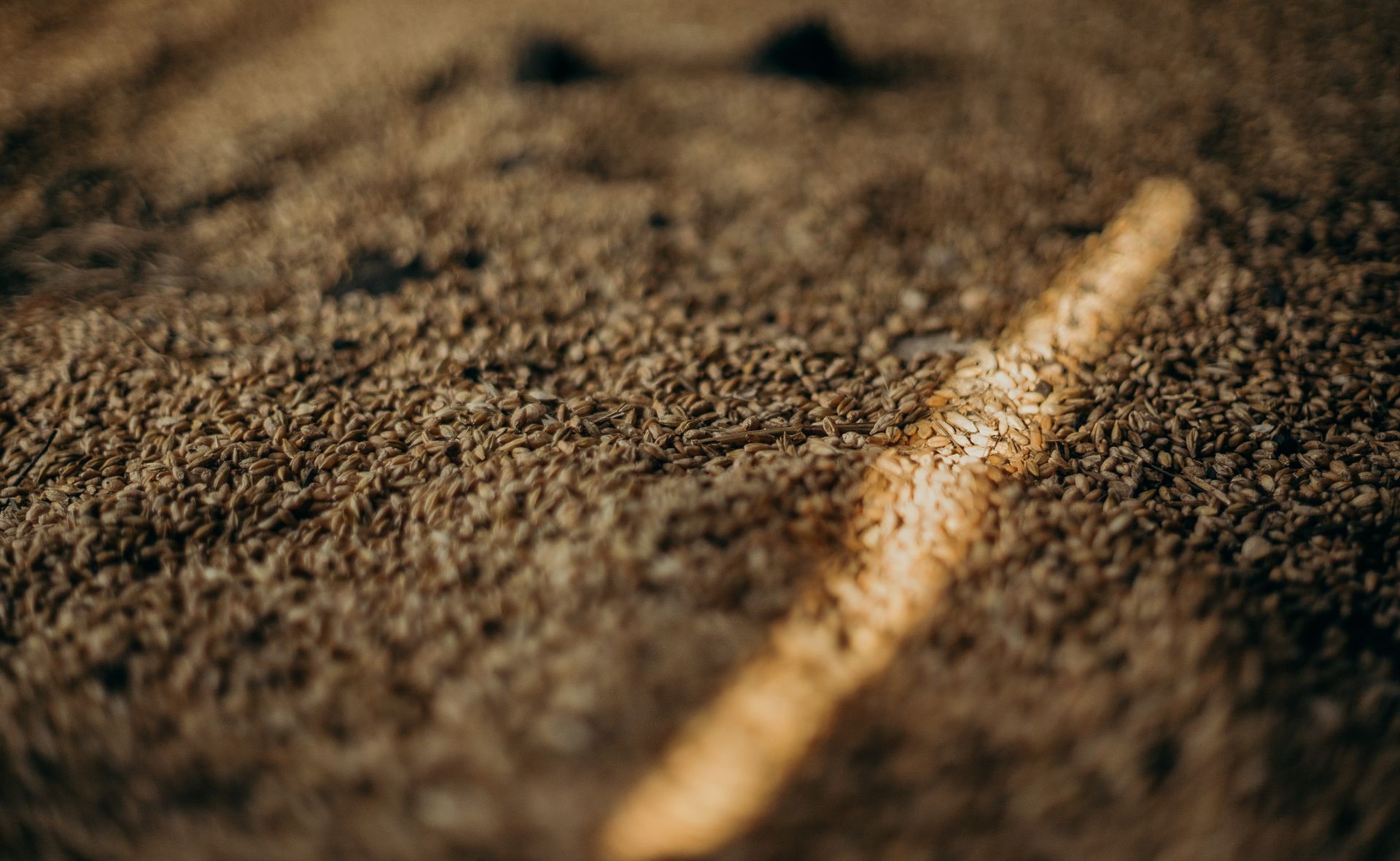 Close Up Photo of Grains