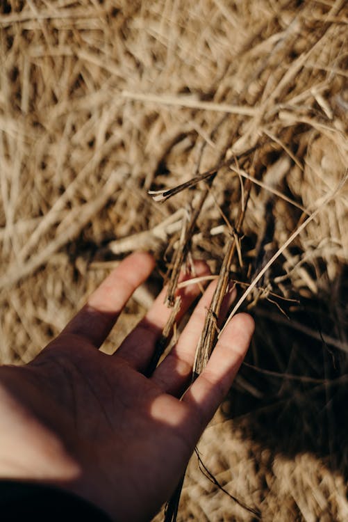Person Holding Wheat