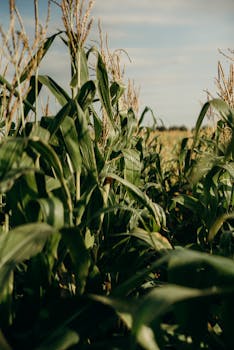 Image by cottonbro studio