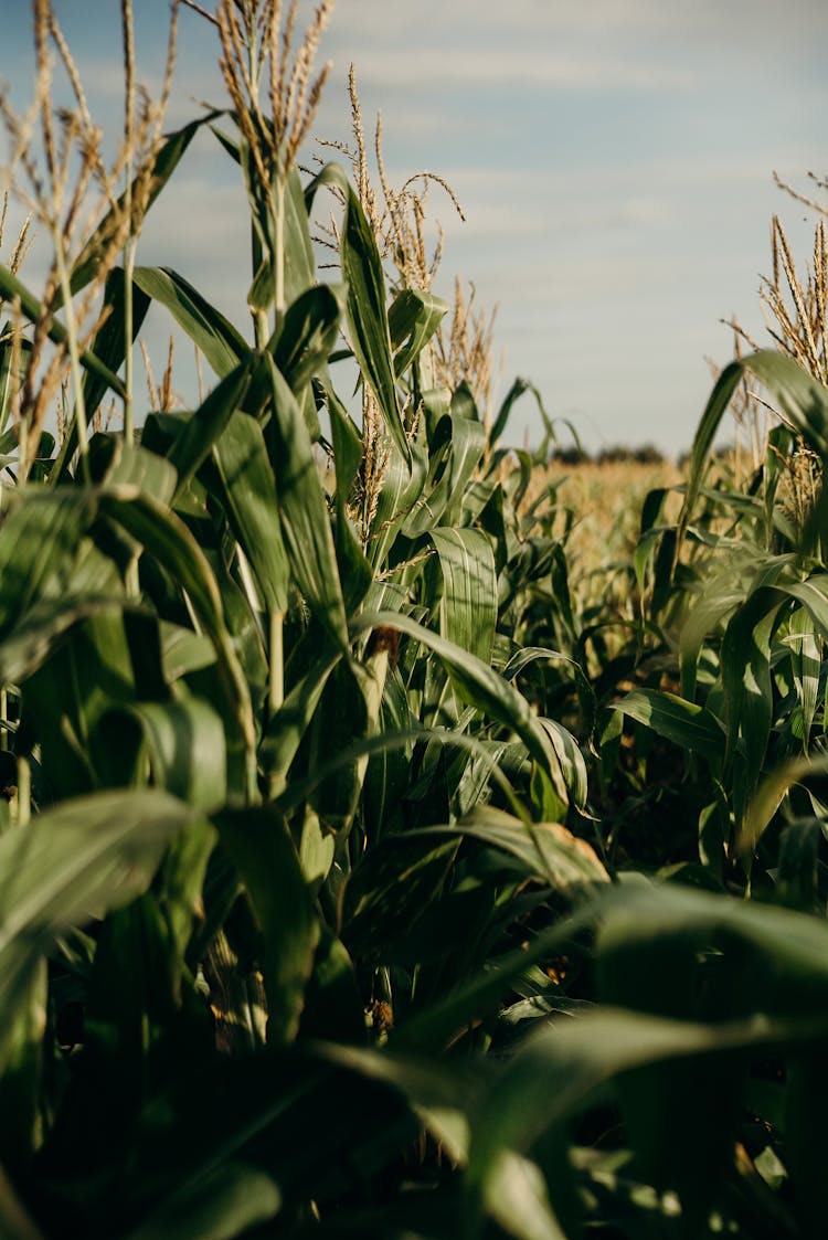 Cornfield