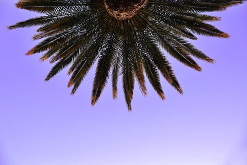 Free A palm tree silhouette against a vibrant purple twilight sky, evoking a tropical evening mood. Stock Photo
