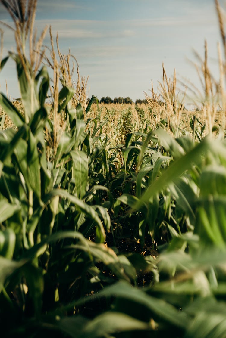 Photo Of Cornfield