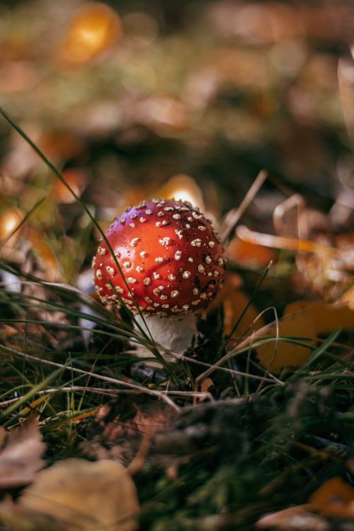 Free Close-up of a red Fly Agaric mushroom (Amanita muscaria) in a fall forest setting. Stock Photo