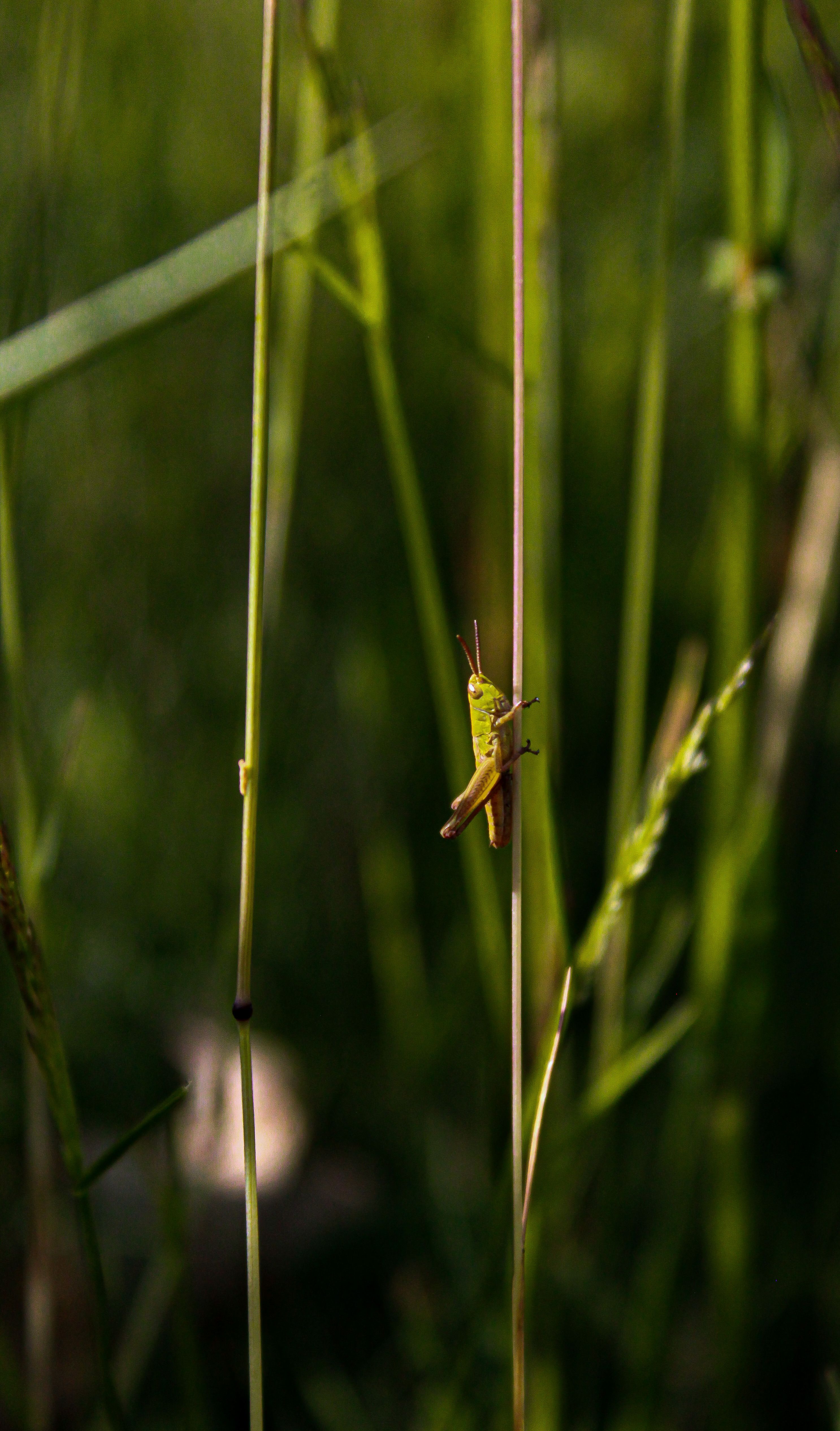 High And Bug Thief Photos, Download The BEST Free High And Bug Thief ...