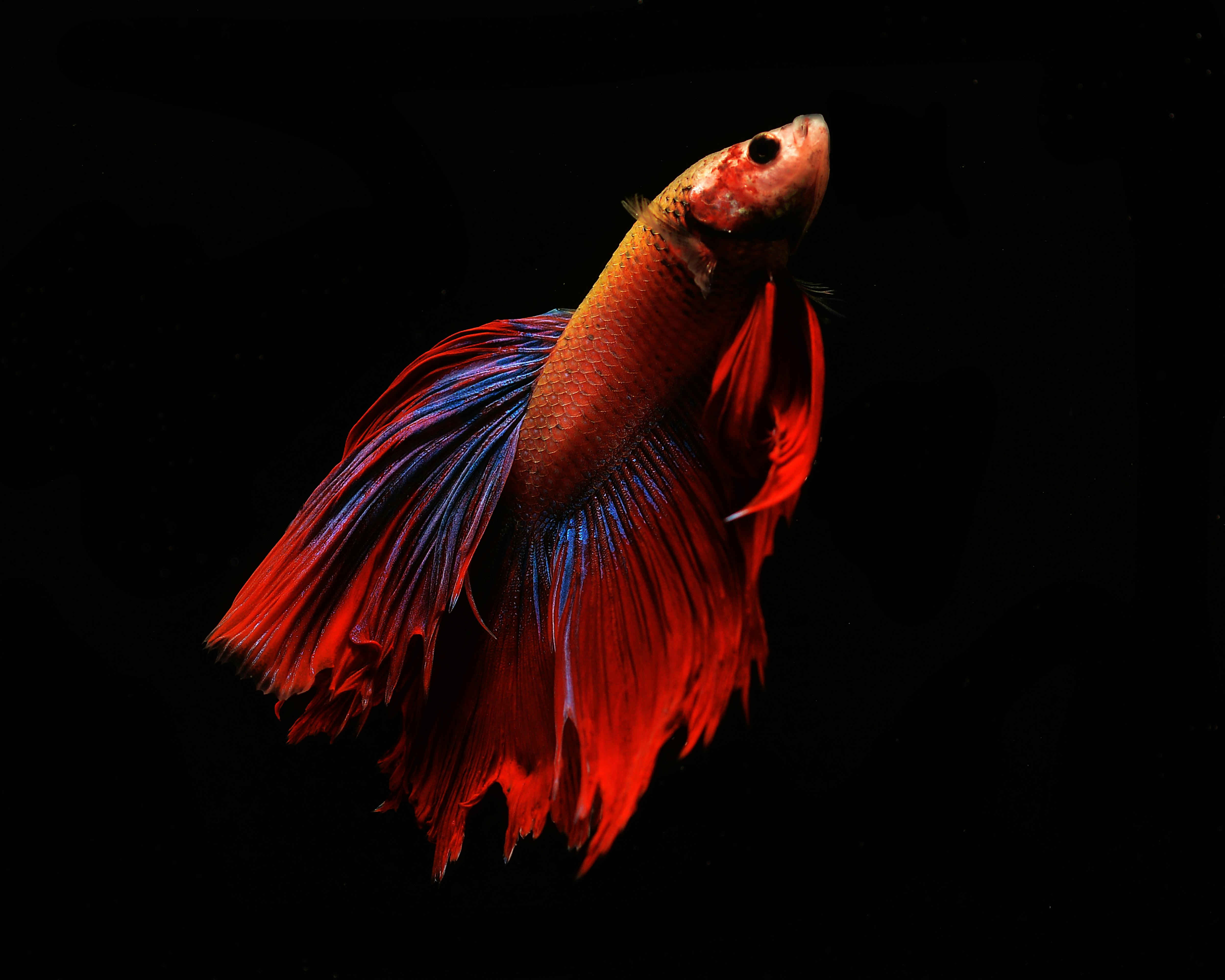 Vibrant Betta Fish with Flowing Fins · Free Stock Photo