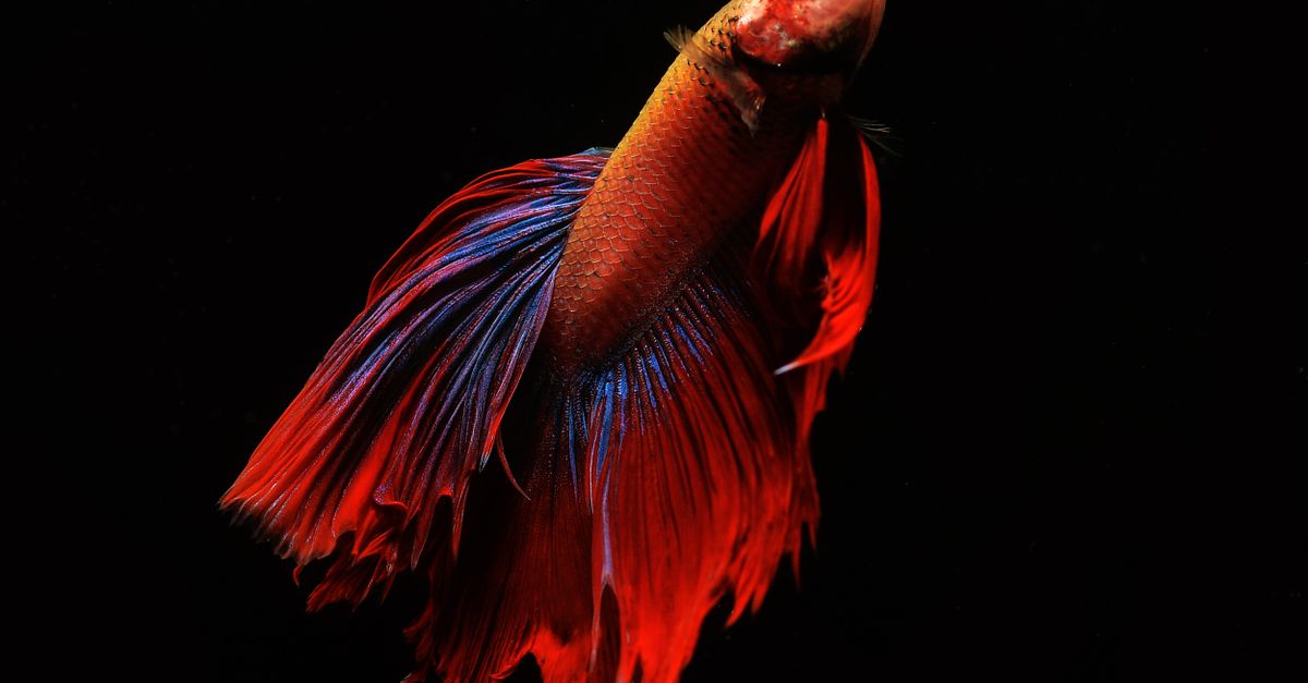 Vibrant Betta Fish with Flowing Fins · Free Stock Photo