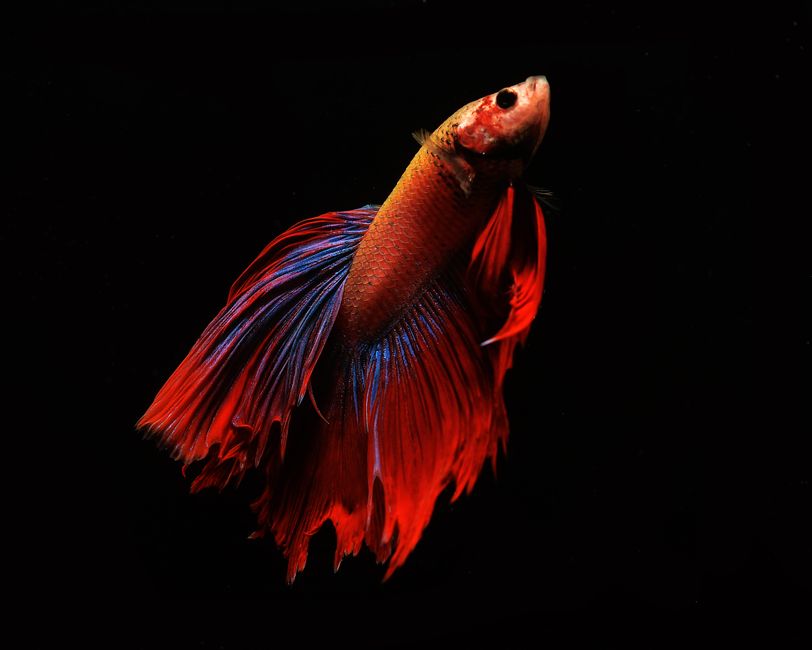 Close-up of a Betta fish showcasing its vibrant red and blue fins against a black background.