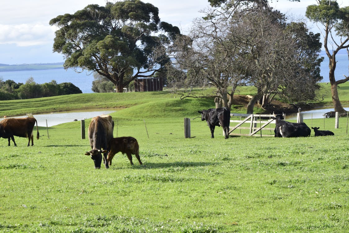 Free stock photo of baby cow, calf, churchill heritage farm