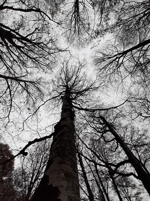 Free Bare winter trees silhouetted against a cloudy sky in a forest. Stock Photo