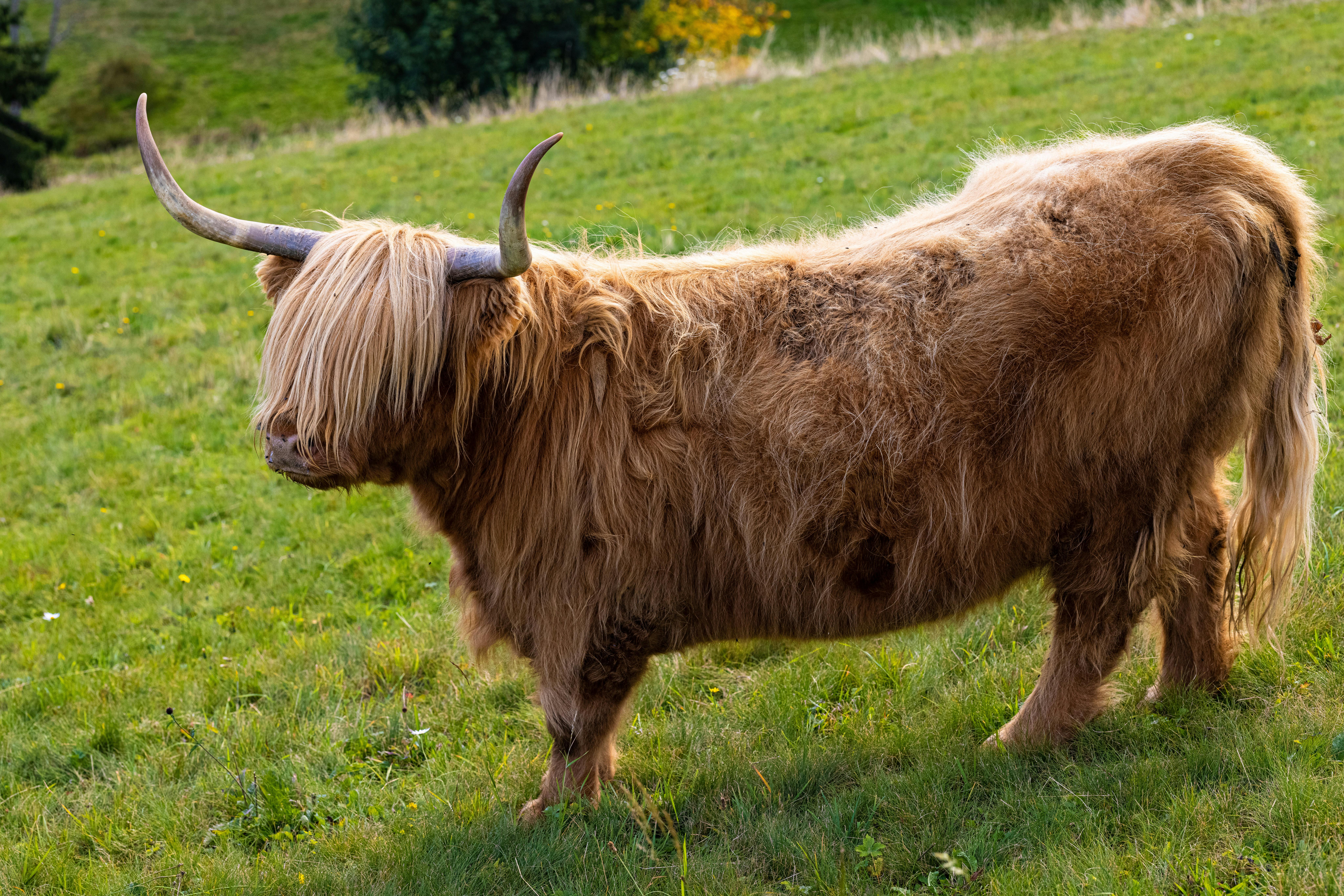 Gratuit La Peau Sauvage Photos