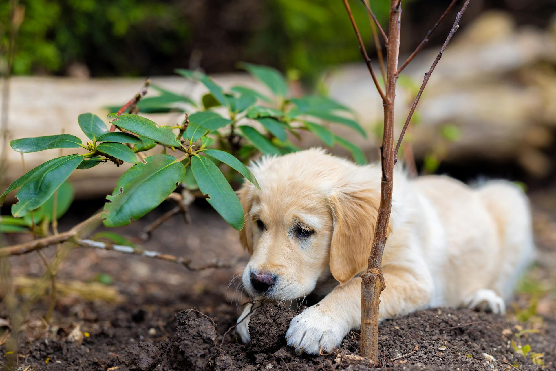 Cute golden retriever puppy playing with soil in a garden setting.