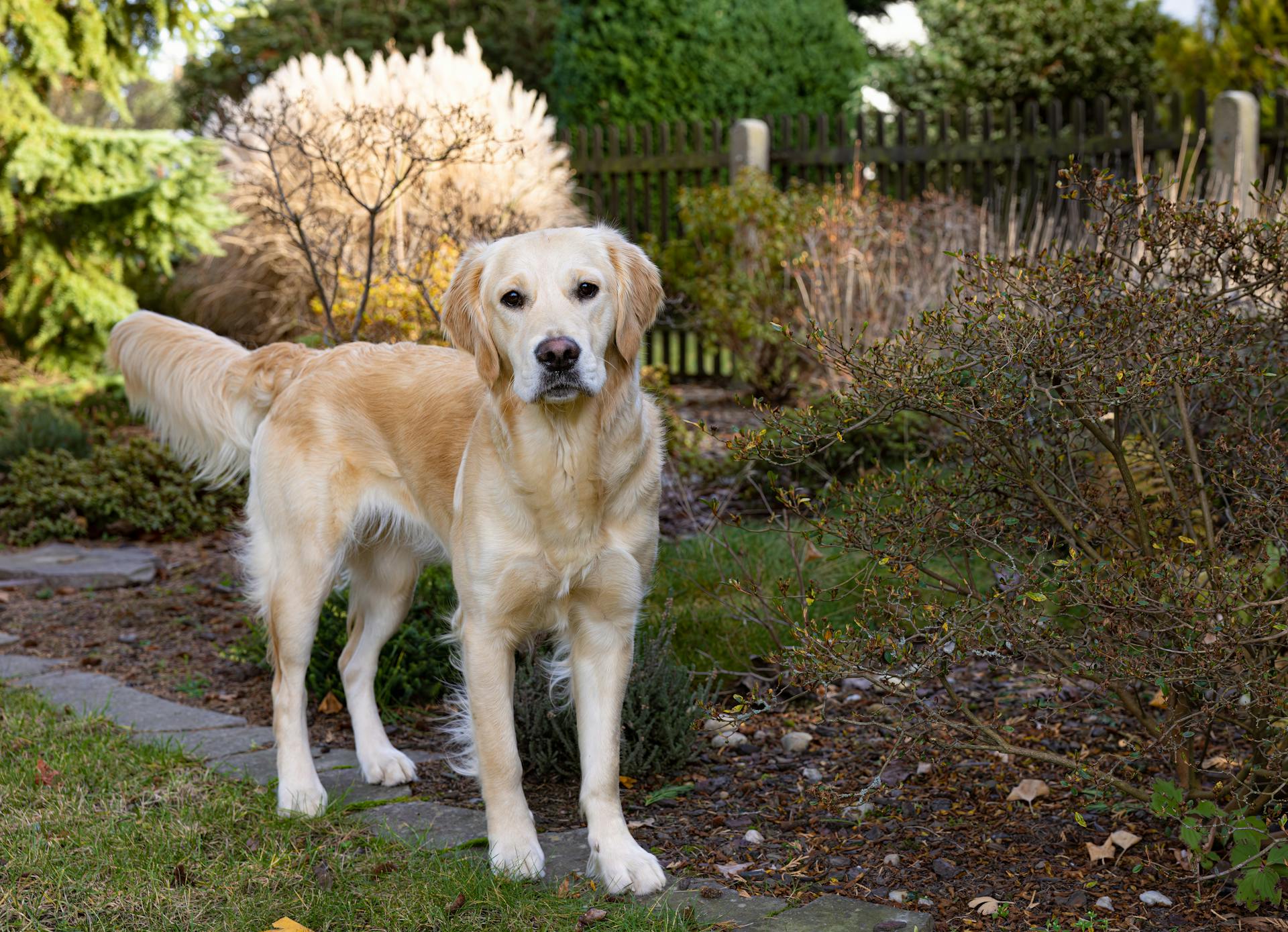 A Golden Retriever stands gracefully in a serene garden setting. Ideal for pet lovers.