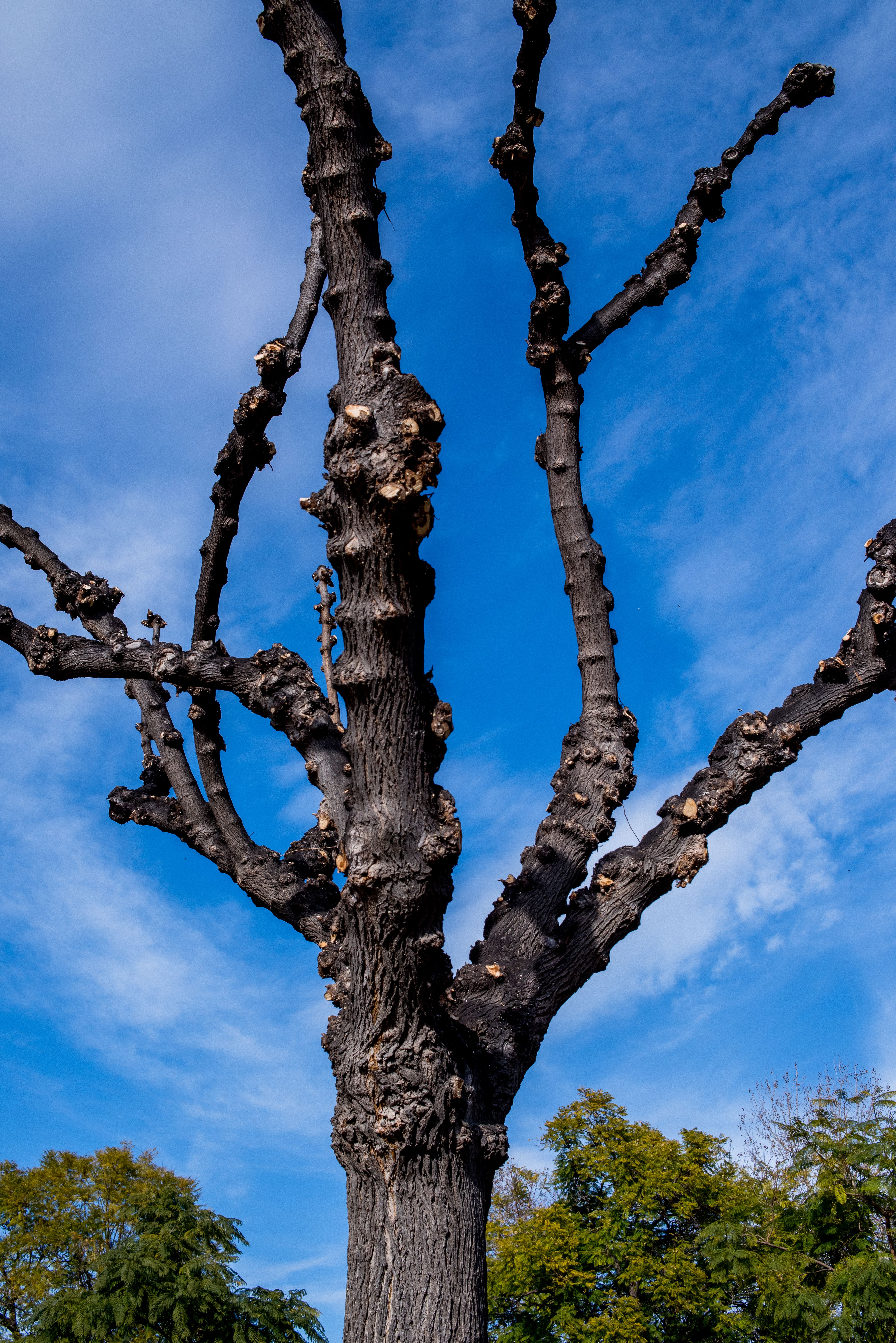 Leafless Tree Against a Blue Sky · Free Stock Photo
