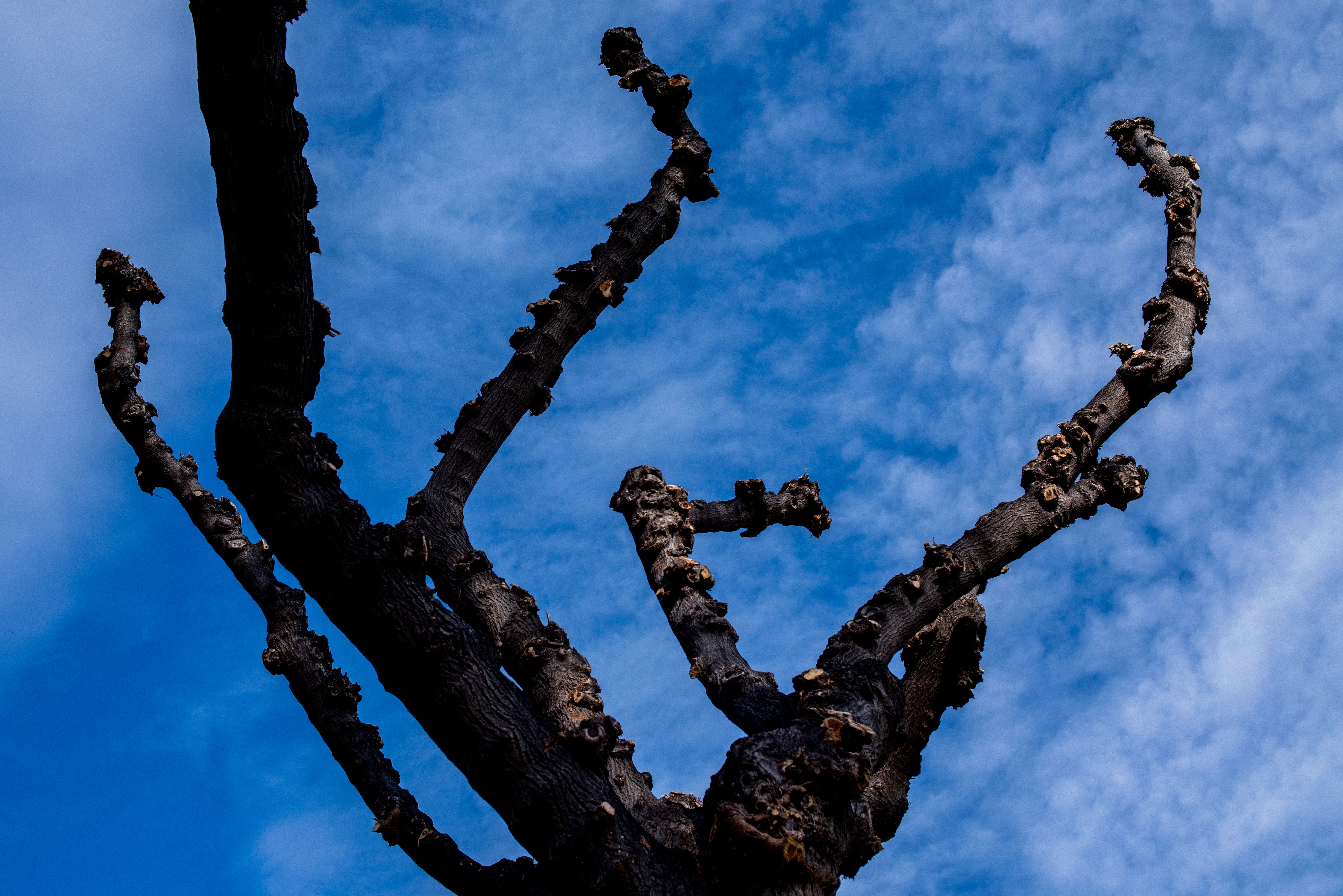 Silhouette of Leafless Tree Against Blue Sky · Free Stock Photo