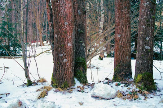 Peaceful winter scene featuring snow-covered ground and tree trunks.