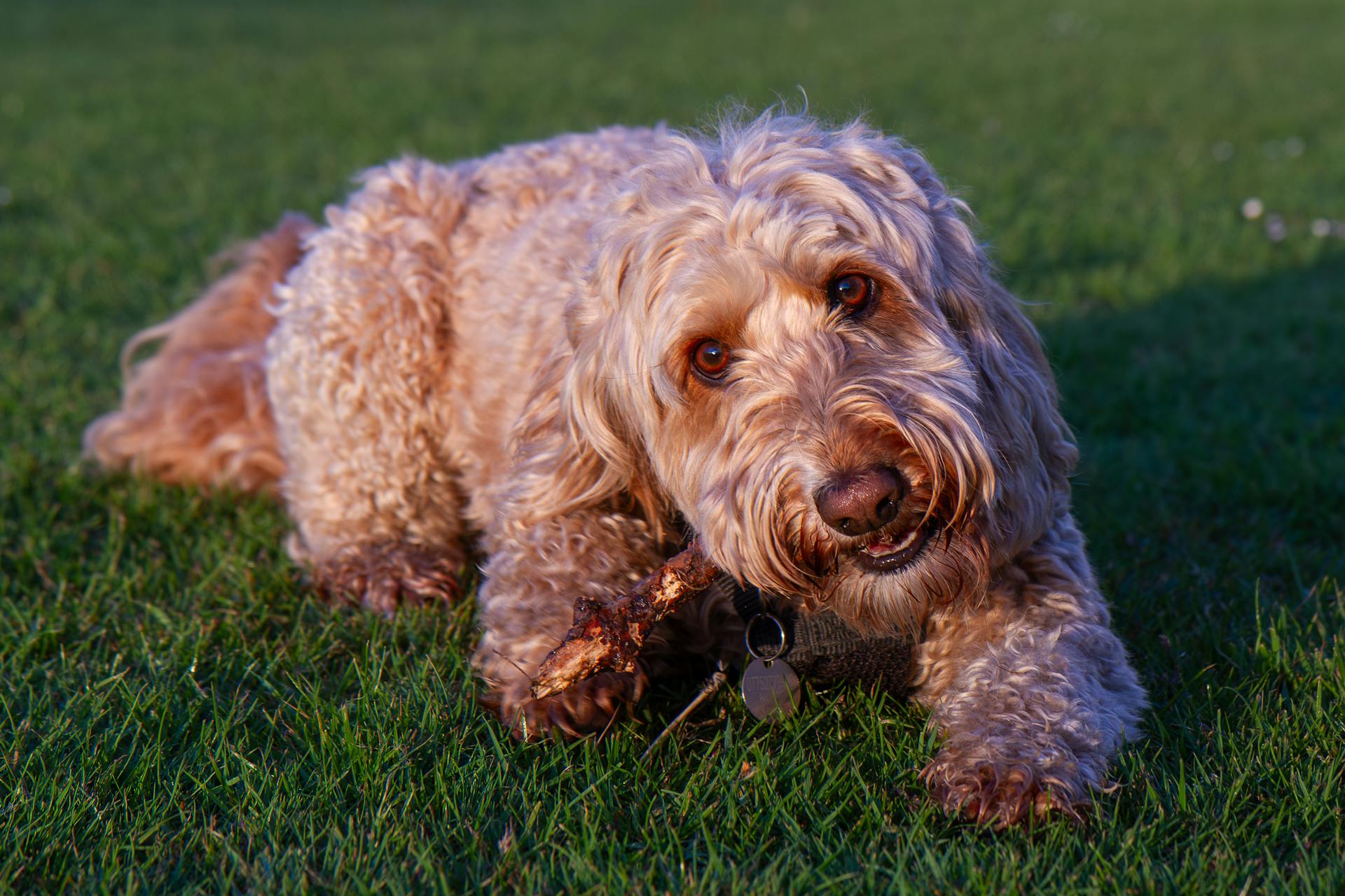 Adorable Labradoodle playfully chewing a stick on a grassy field during a sunny day.