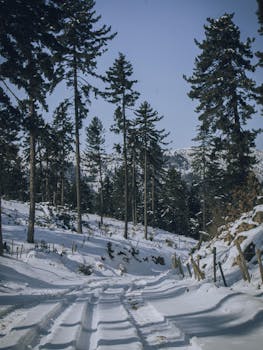 Scenic snowy forest path surrounded by tall pine trees captured during winter.