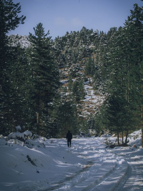 Free A solitary figure walks along a snowy forest path in winter, surrounded by towering pine trees. Stock Photo