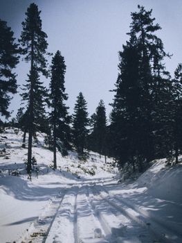 Snow-covered path through a serene pine forest in winter creating a tranquil and chilly atmosphere.