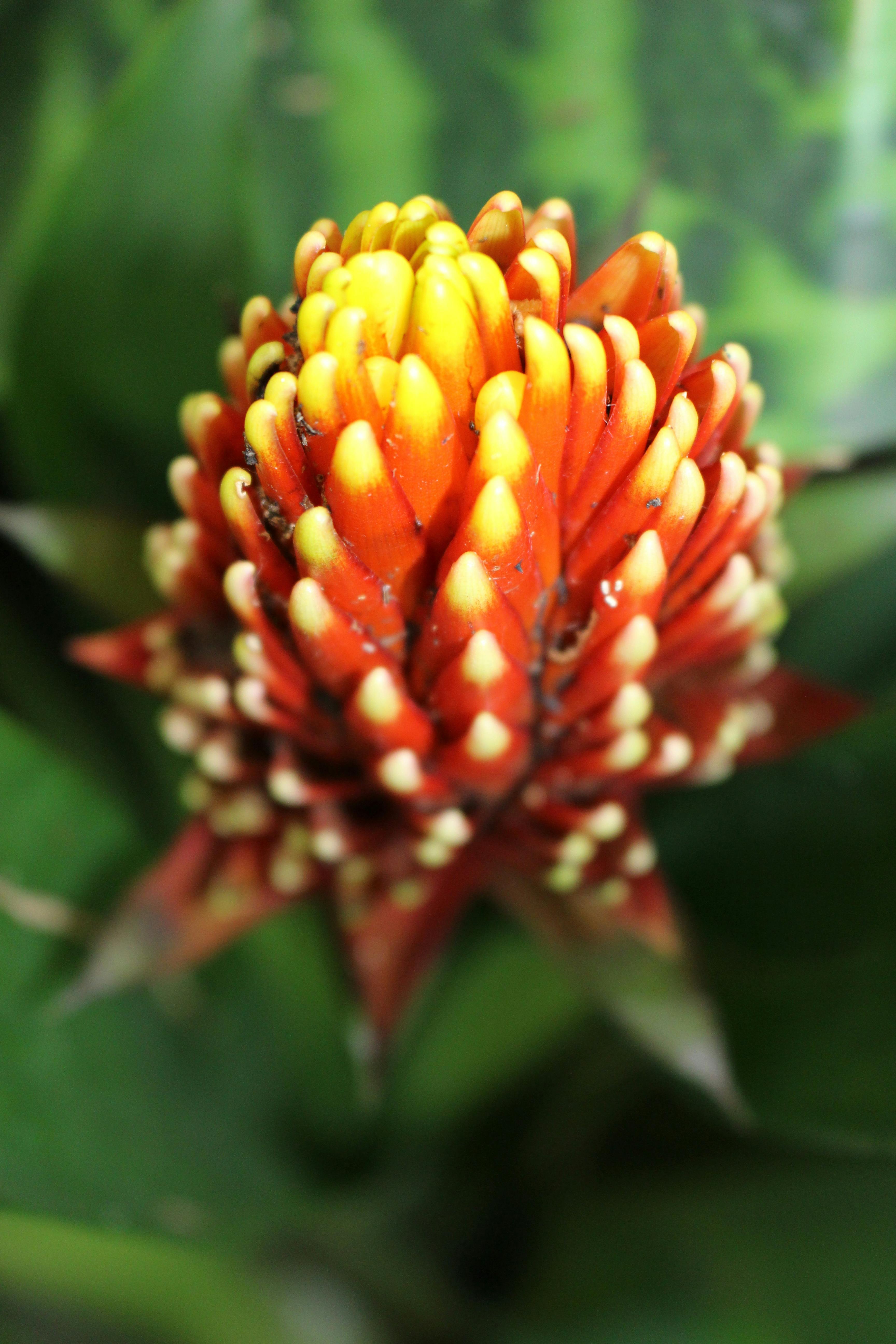 Free stock photo of beautiful flowers, exotic, orange flower