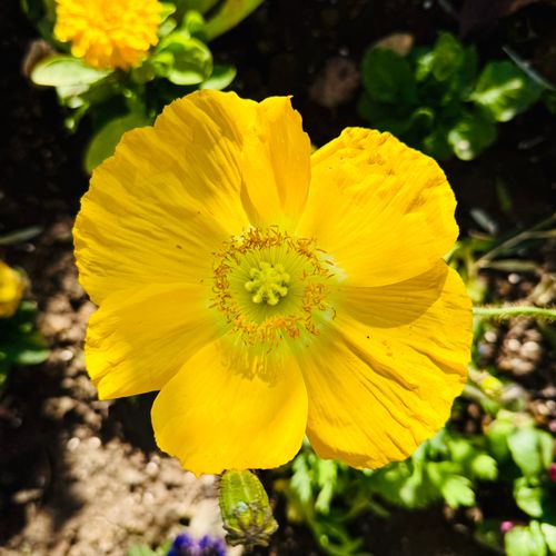 Free A stunning close-up of a vibrant yellow poppy flower in full bloom under sunlight. Stock Photo