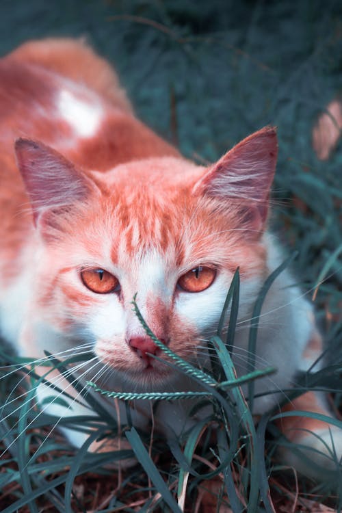 Free stock photo of bicolor cat, cat, cat eyes