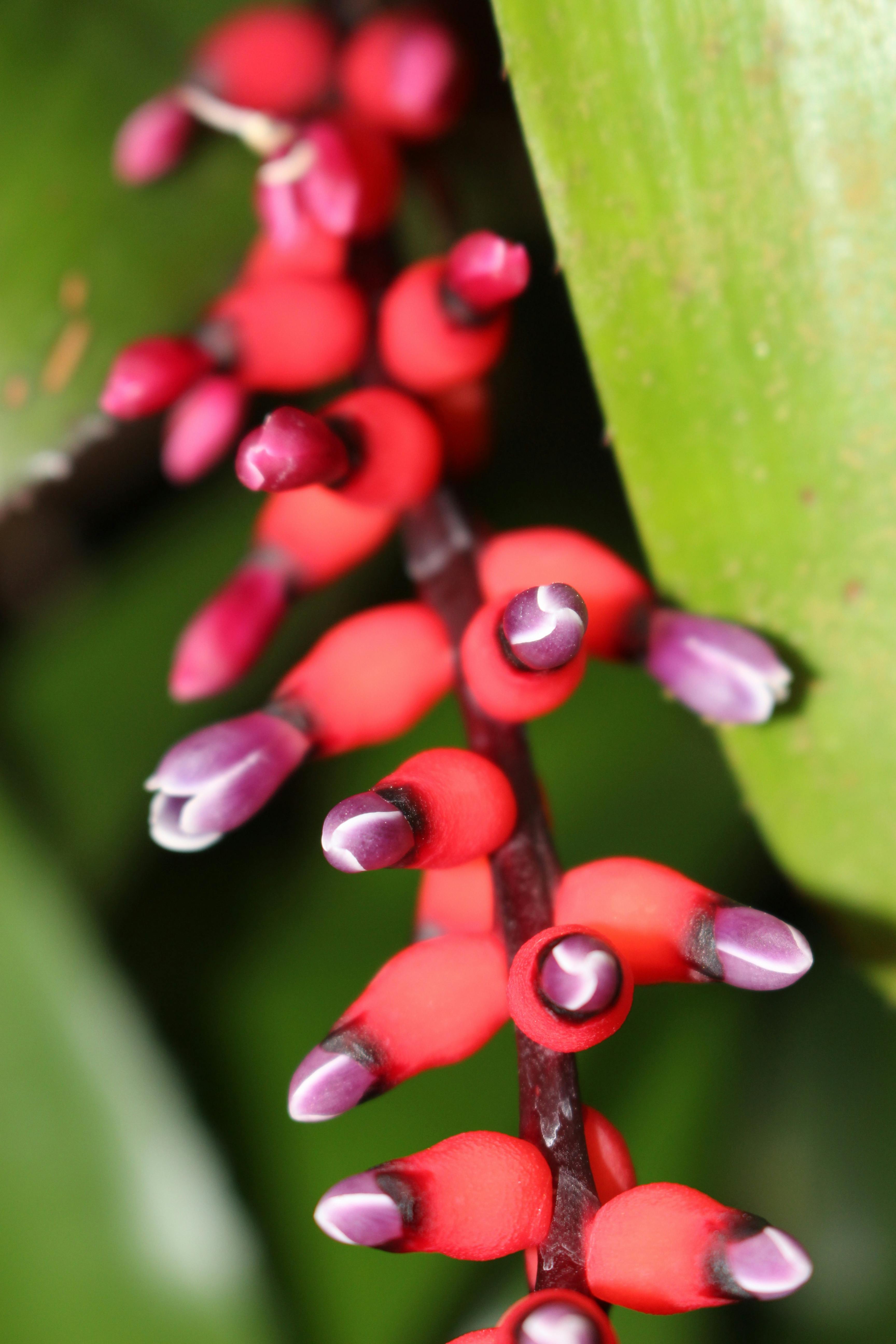 Free stock photo of exotic, Exotic flower, tropical rainforest