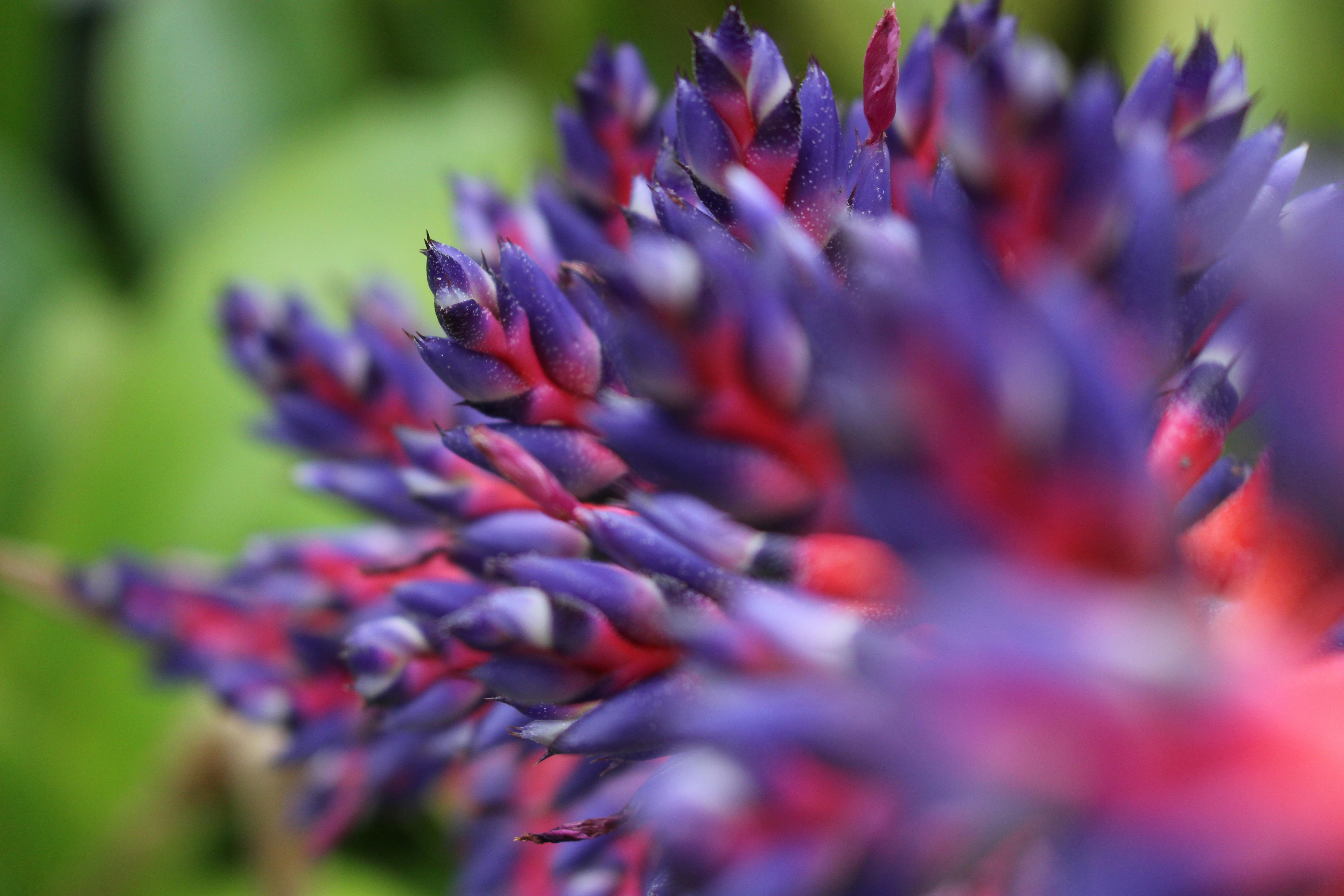 Free stock photo of exotic, Exotic flower, purple flowers