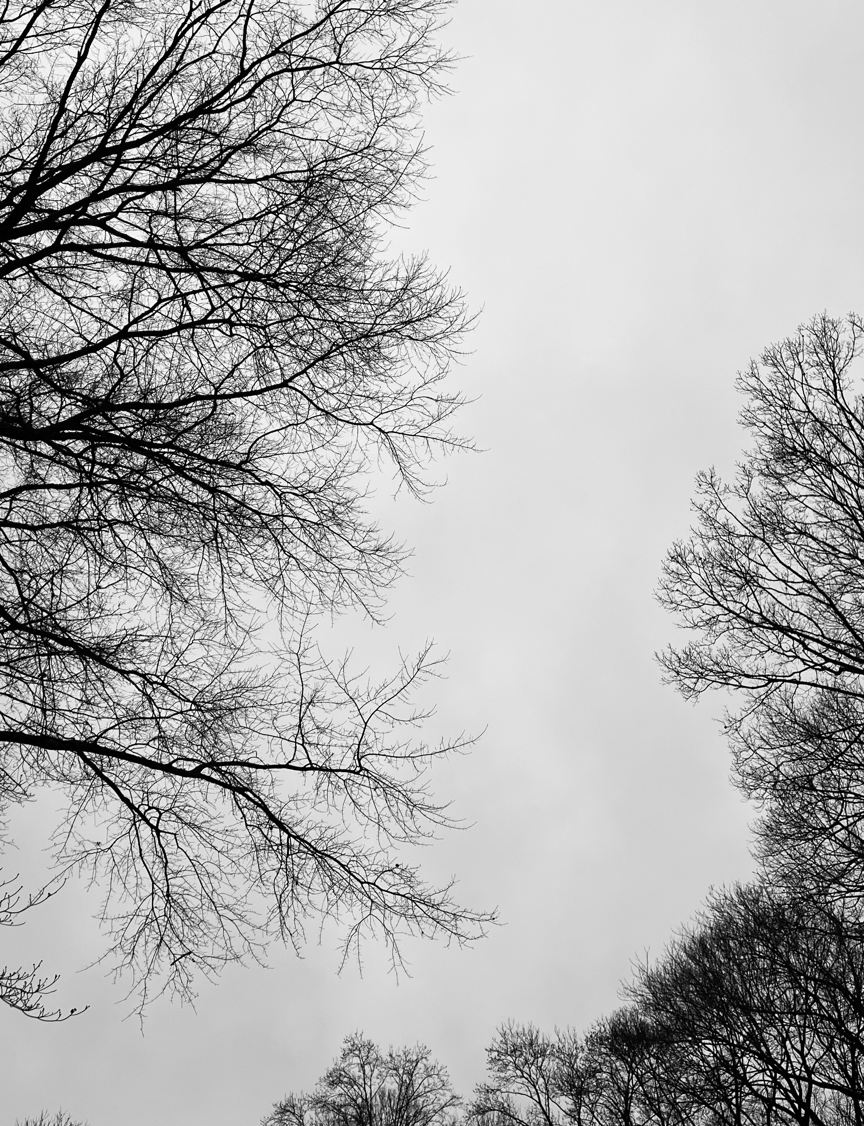 Bare Winter Tree Branches Against Gray Sky · Free Stock Photo