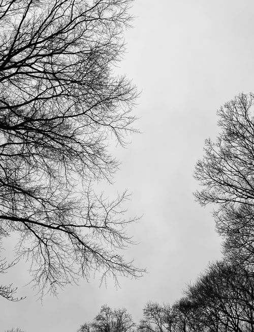 Free A striking view of bare tree branches reaching into a cloudy winter sky, showcasing nature's patterns. Stock Photo