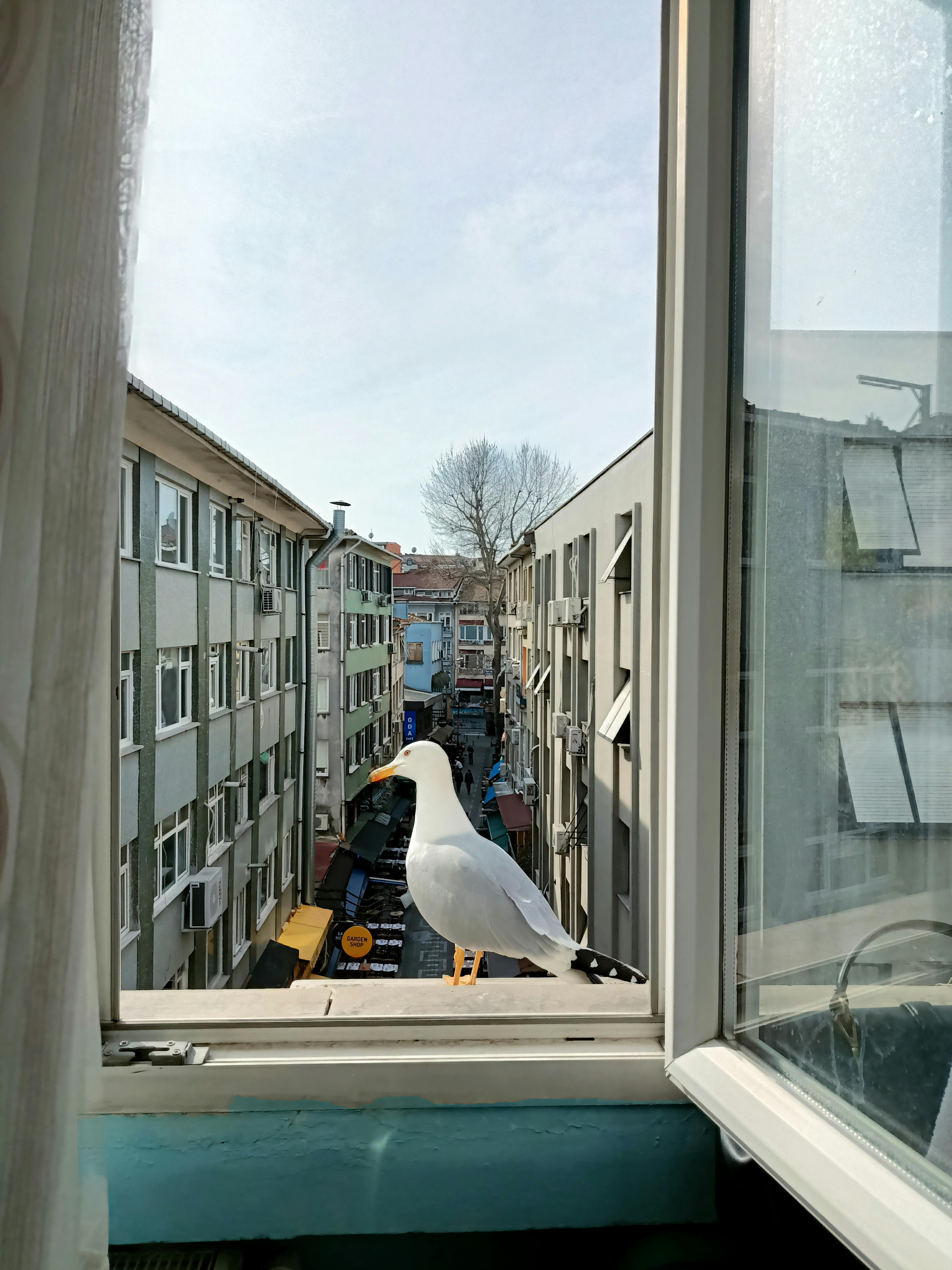 Seagull perched on window ledge, city buildings and street view in background.