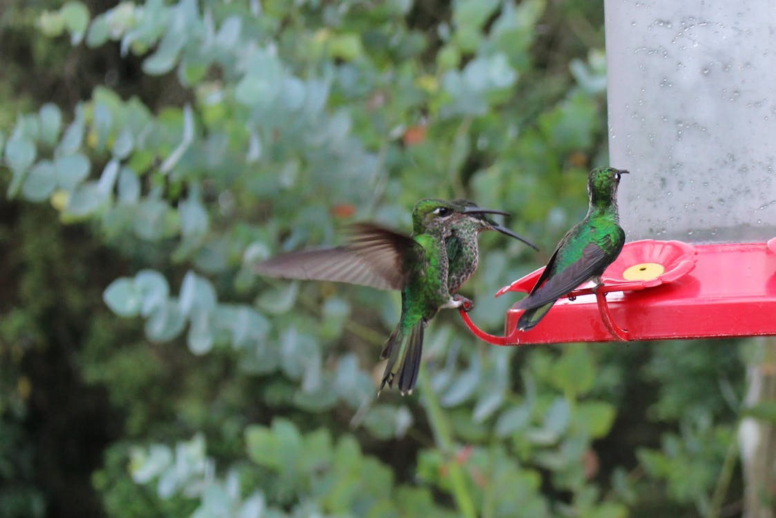 3羽の鳥 ハチドリ 水鳥の無料の写真素材