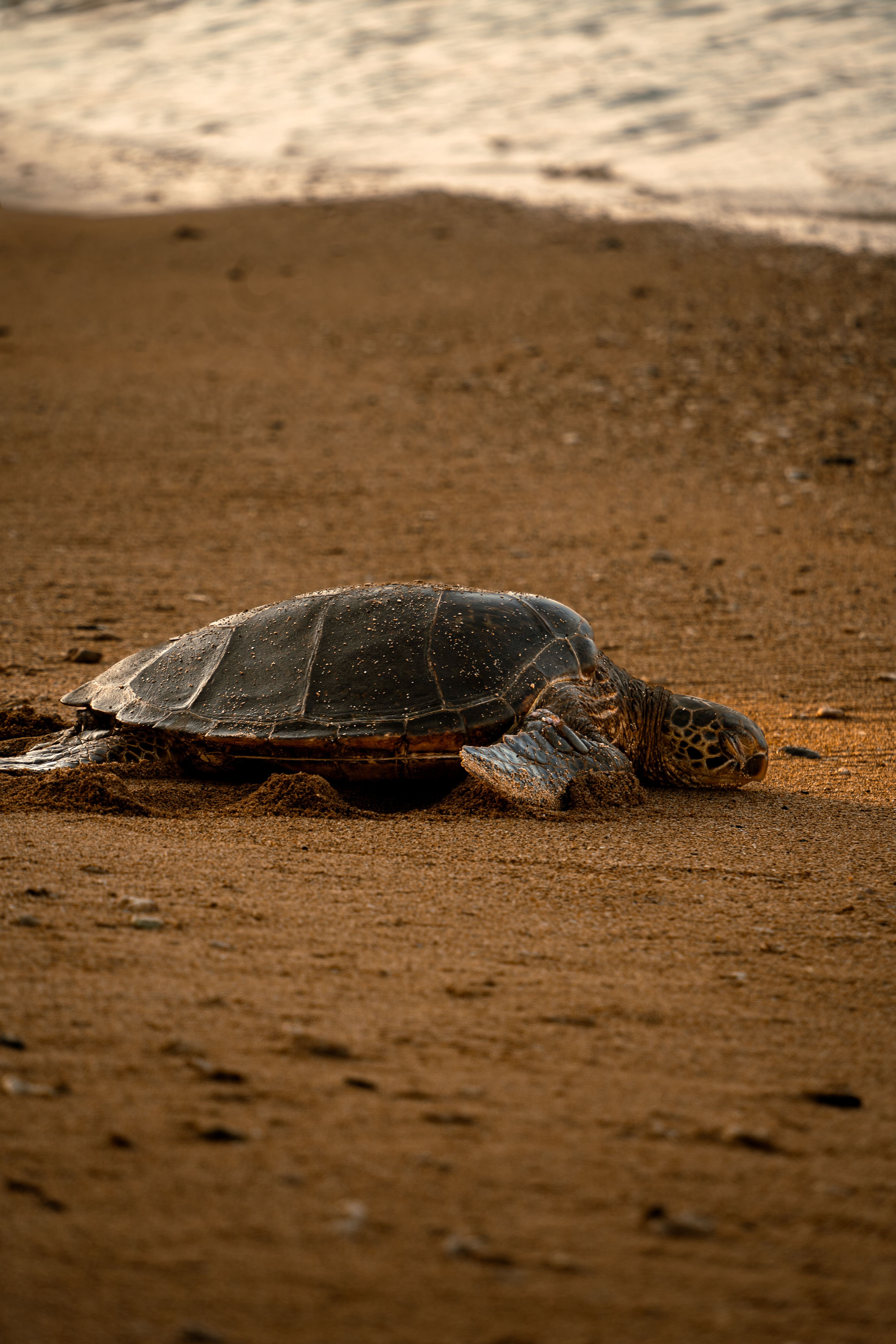Gratuit Tortue Endormie Photos