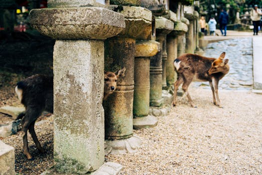 Nara, Japan photo 15