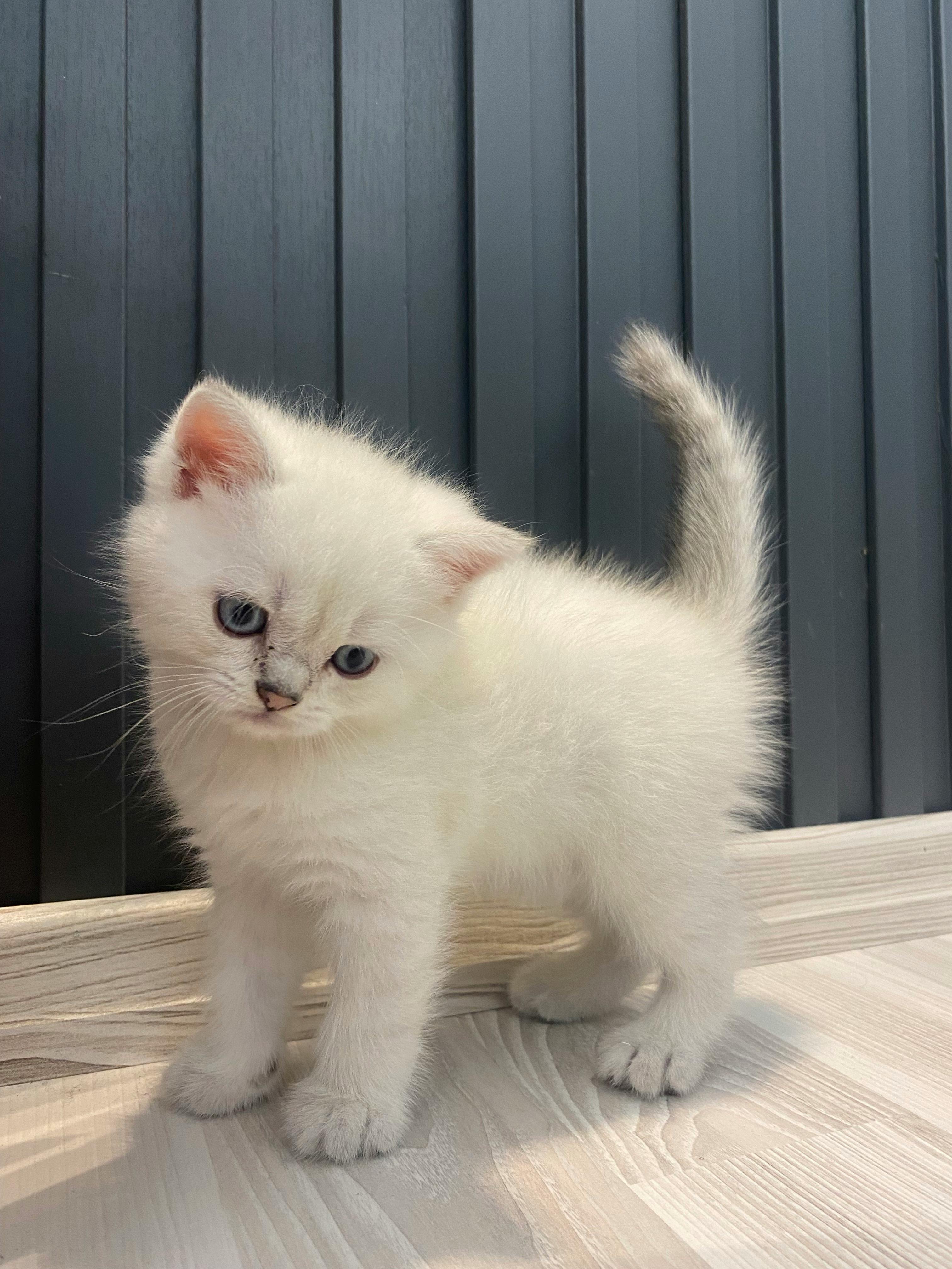 Adorable White Kitten in Relaxed Indoor Setting · Free Stock Photo