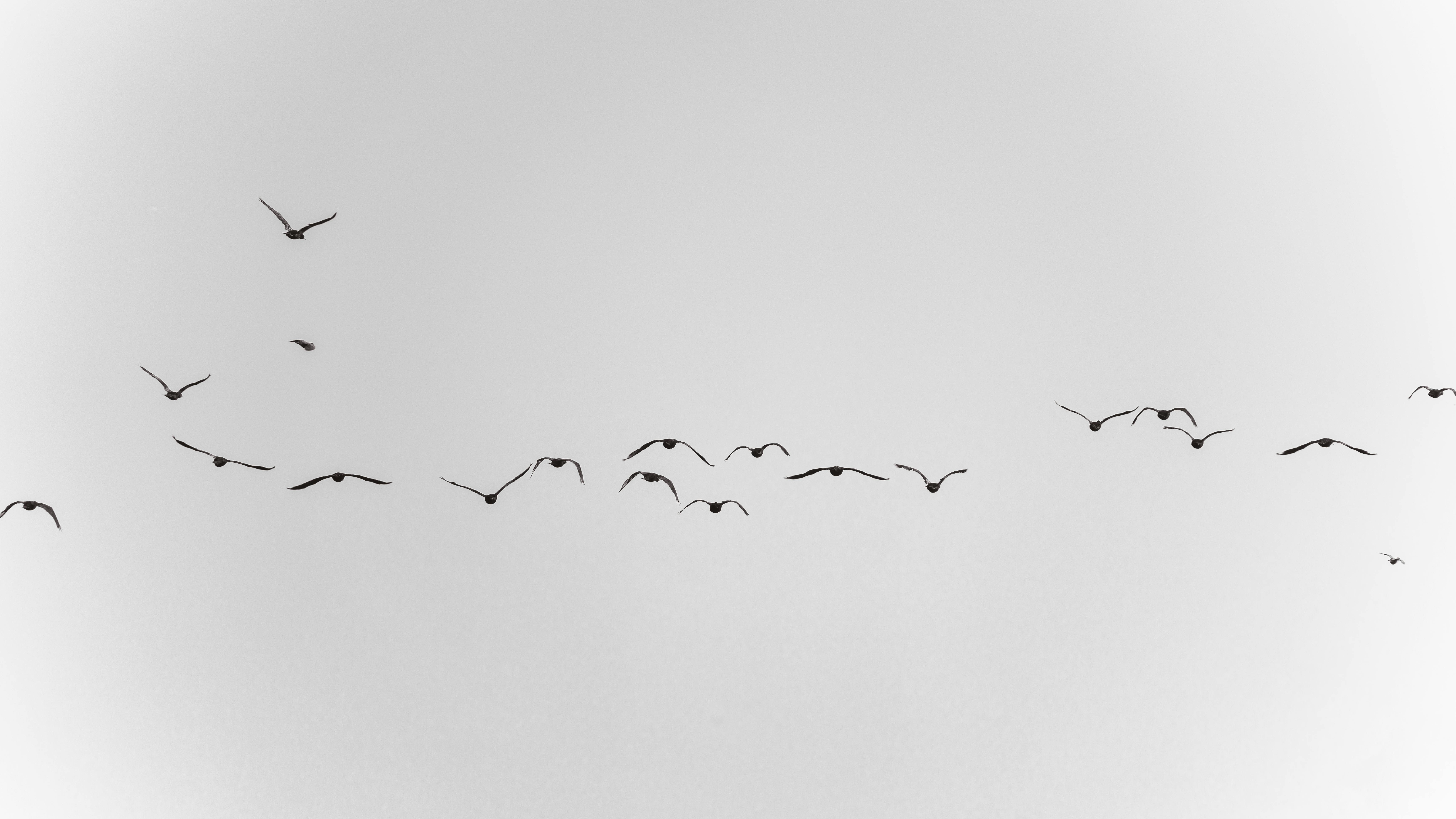 Gratis Immagine in bianco e nero di uccelli che volano in formazione a V contro un cielo limpido. Foto a disposizione