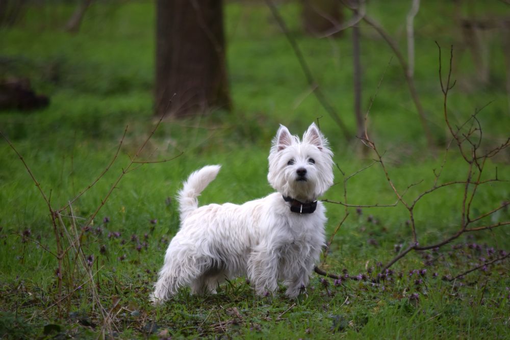 West Highland White Terrier, photo 2