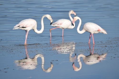 Free Three greater flamingos reflected in tranquil waters of Gruissan, France. Stock Photo